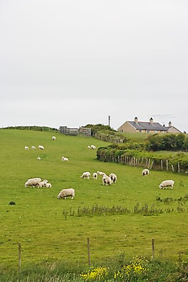 포토 JPG 주간 나무 식물 동물 해외풍경 해외 유럽 여러마리 영국 웨일즈 주택 풍경 초원 사람없음 야외 건물 울타리 농장 목장 시골 양 풀 먹이 방목 먹기 국내포토 자연요소 건축물 나라 다수 농업 포유류 모션 담장 축산업 파일형식
