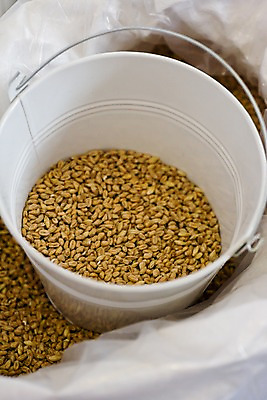 포토 JPG 해외 유럽 식재료 재료 곡류 맥주 실내 사람없음 농작물 하이앵글 캔 주머니 낟알 네덜란드 원료 담기 보리 자루 네델란드 양철통 국내포토 나라 뷰포인트 농업 모션 주류 내부 파일형식