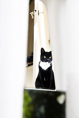 포토 JPG 주간 동물 한마리 해외풍경 해외 유럽 거리 거리풍경 앉기 풍경 사람없음 야외 아웃포커스 도시풍경 문 고양이 도시 현관문 네덜란드 네델란드 동물라이프 반려 국내포토 자연요소 1 라이프스타일 나라 포유류 모션 촬영기법 반려동물 파일형식