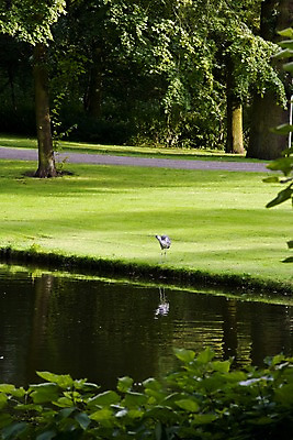 포토 JPG 주간 나무 식물 한마리 해외풍경 해외 공원 유럽 호수 조류 풍경 잔디 초원 사람없음 야외 물 반사 평화 수면 네덜란드 조경 네델란드 국내포토 자연요소 동물 1 공공시설 나라 컨셉 파일형식