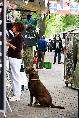 포토 JPG 주간 외국인 동물 한마리 해외풍경 해외 여자 유럽 거리 거리풍경 사람 풍경 여러명 성인 야외 도시풍경 상점 깃발 도시 보행자 시장 개 강아지 네덜란드 네델란드 노점 반려 여자만 성인여자만 성인만 국내포토 자연요소 1 나라 다수 포유류 인종 반려동물 파일형식
