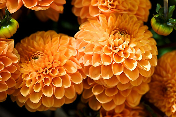 포토 JPG 주간 식물 해외 꽃 유럽 여러송이 다수 사람없음 야외 상점 주황색 개화 시장 달리아 네덜란드 담기 네델란드 꽃시장 국내포토 자연요소 나라 컬러 모션 파일형식