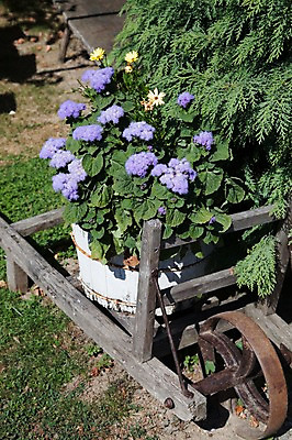 포토 JPG 주간 나무 식물 해외풍경 해외 꽃 유럽 화분 풍경 사람없음 야외 정원 보라색 수레 빈티지 풀 고장 크로아티아 나무통 국내포토 자연요소 나라 컬러 컨셉 통 카트 파일형식