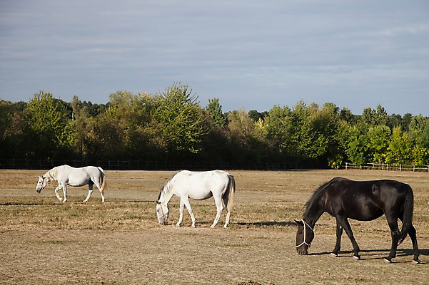포토 JPG 주간 나무 식물 동물 구름 해외풍경 해외 유럽 하늘 세마리 풍경 초원 사람없음 야외 농장 맑음 시골 말_동물 풀 숲 먹이 방목 먹기 크로아티아 백마 흑마 국내포토 자연요소 나라 농업 포유류 모션 날씨 3 축산업 파일형식