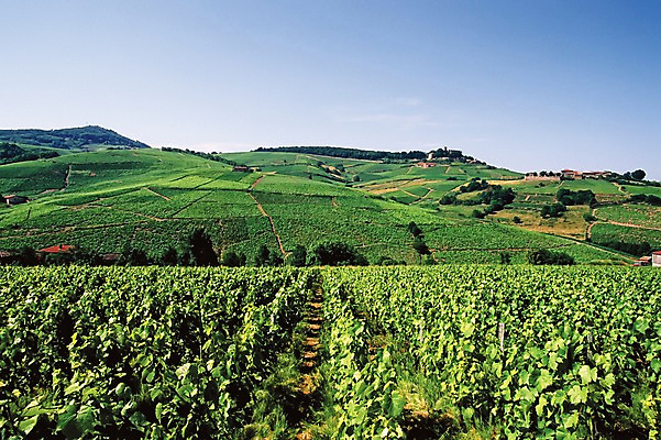 포토 JPG 주간 나무 식물 해외풍경 해외 유럽 밭 자연 풍경 사람없음 야외 프랑스 풀 포도밭 국내포토 자연요소 나라 농업 생태계 파일형식