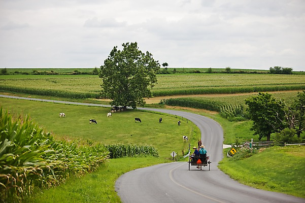 포토 JPG 주간 나무 식물 동물 해외풍경 해외 길 밭 자연 사람 풍경 상반신 야외 두명 농장 미국 말_동물 풀 소 마차 필라델피아 국내포토 자연요소 교통수단 북아메리카 농업 포유류 생태계 파일형식