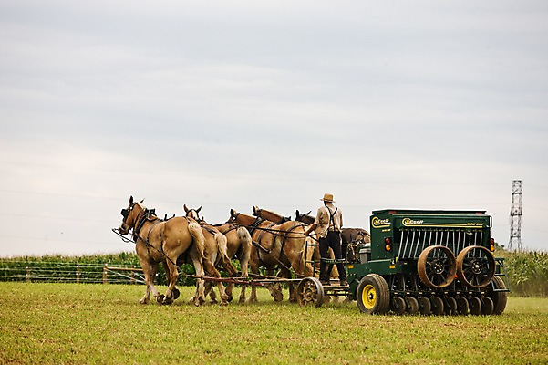 포토 JPG 주간 전신 나무 식물 동물 해외풍경 해외 남자 밭 자연 한명 사람 풍경 야외 뒷모습 미국 기계 말_동물 풀 필라델피아 남자만 남자한명만 국내포토 자연요소 1 뷰포인트 북아메리카 농업 포유류 생태계 파일형식