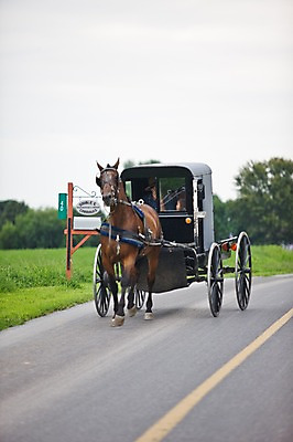 포토 JPG 주간 나무 식물 동물 해외풍경 해외 도로 길 교통수단 풍경 사람없음 야외 미국 말_동물 풀 마차 필라델피아 국내포토 자연요소 교통 북아메리카 포유류 교통시설 파일형식