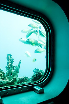 포토 JPG 동물 해외풍경 해외 창문 어류 풍경 사람없음 바닷속 수중 바다동물 잠수함 괌 수중사진 국내포토 바다 수중동물 오세아니아 파일형식