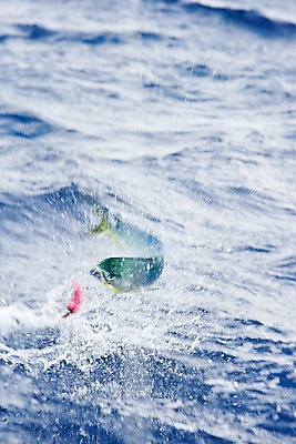 포토 JPG 주간 동물 해외풍경 해외 바다 낚시 어류 풍경 사람없음 야외 아웃포커스 바다동물 낚싯바늘 괌 국내포토 자연요소 레저 촬영기법 수중동물 낚시용품 오세아니아 파일형식