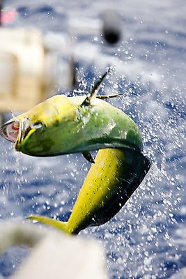 포토 JPG 주간 동물 해외풍경 해외 바다 어류 풍경 근접촬영 사람없음 야외 아웃포커스 물 바다동물 괌 국내포토 자연요소 뷰포인트 촬영기법 수중동물 오세아니아 파일형식