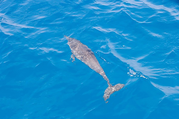 포토 JPG 주간 동물 해외풍경 해외 바다 자연 풍경 사람없음 야외 바다동물 고래 돌고래 괌 국내포토 자연요소 포유류 수중동물 오세아니아 생태계 파일형식
