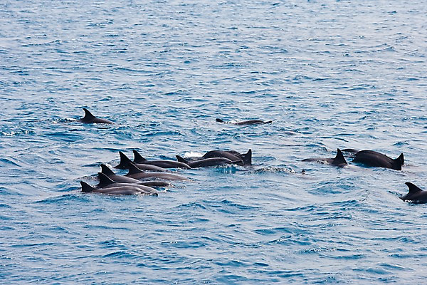 포토 JPG 주간 동물 해외풍경 해외 바다 자연 풍경 사람없음 야외 바다동물 고래 돌고래 괌 국내포토 자연요소 포유류 수중동물 오세아니아 생태계 파일형식