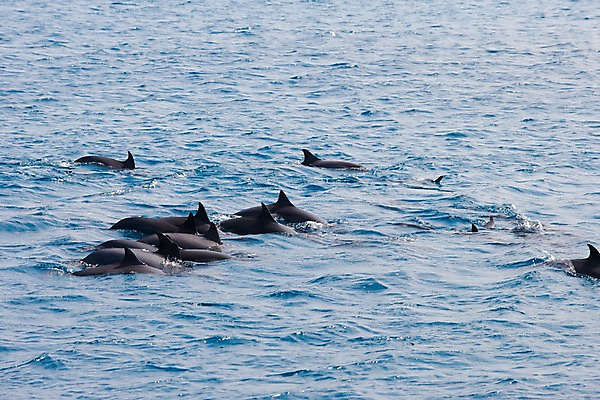 포토 JPG 주간 동물 해외풍경 해외 바다 자연 풍경 사람없음 야외 바다동물 고래 돌고래 괌 국내포토 자연요소 포유류 수중동물 오세아니아 생태계 파일형식