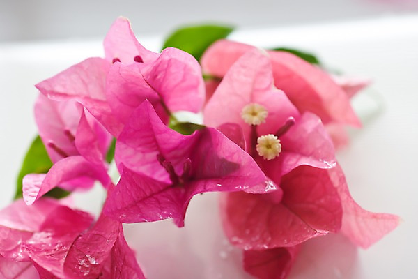 포토 JPG 식물 꽃 백그라운드 근접촬영 사람없음 아웃포커스 괌 국내포토 뷰포인트 촬영기법 오세아니아 파일형식