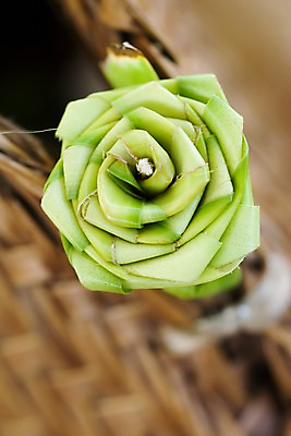 포토 JPG 주간 식물 꽃 백그라운드 나뭇잎 근접촬영 사람없음 야외 아웃포커스 장미 괌 국내포토 자연요소 뷰포인트 잎 촬영기법 오세아니아 파일형식