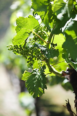 포토 JPG 주간 나무 식물 해외풍경 해외 열매 과일 자연 포도 나뭇잎 풍경 근접촬영 사람없음 야외 아웃포커스 오세아니아 뉴질랜드 포도나무 국내포토 자연요소 나라 뷰포인트 잎 촬영기법 과일나무 생태계 파일형식