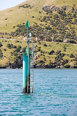 포토 JPG 주간 나무 식물 동물 해외풍경 해외 바다 사다리 자연 조류 산 풍경 사람없음 야외 구조물 오세아니아 뉴질랜드 국내포토 자연요소 건축 나라 도구 생태계 파일형식