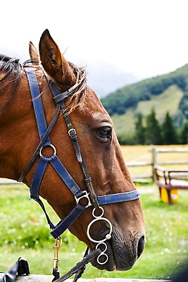 포토 JPG 주간 나무 식물 동물 해외풍경 해외 산 풍경 근접촬영 초원 사람없음 야외 아웃포커스 울타리 말_동물 오세아니아 뉴질랜드 승마장 국내포토 자연요소 나라 뷰포인트 포유류 촬영기법 담장 파일형식