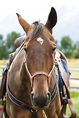 포토 JPG 주간 나무 식물 동물 해외풍경 해외 풍경 근접촬영 사람없음 야외 아웃포커스 말_동물 오세아니아 뉴질랜드 승마장 국내포토 자연요소 나라 뷰포인트 포유류 촬영기법 파일형식