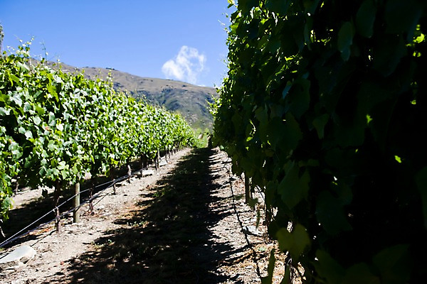 포토 JPG 주간 나무 식물 구름 해외풍경 해외 길 밭 자연 하늘 풍경 사람없음 야외 오세아니아 뉴질랜드 포도밭 포도나무 국내포토 자연요소 나라 농업 과일나무 생태계 파일형식