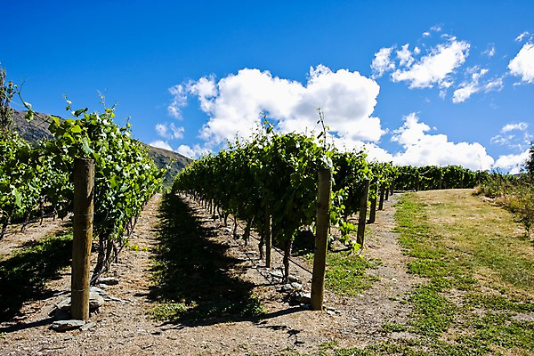 포토 JPG 주간 나무 식물 구름 해외풍경 해외 밭 자연 하늘 풍경 사람없음 야외 오세아니아 뉴질랜드 포도밭 포도나무 국내포토 자연요소 나라 농업 과일나무 생태계 파일형식