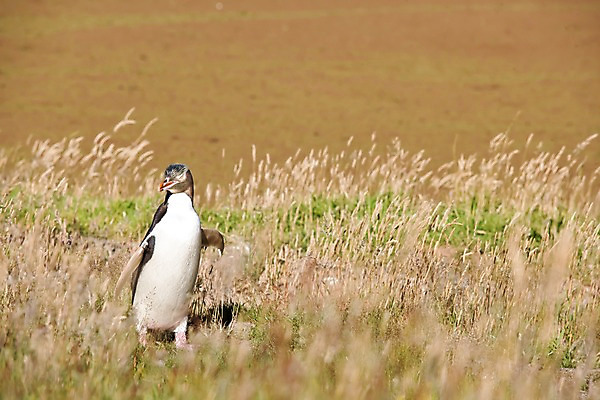 포토 JPG 주간 식물 동물 해외풍경 해외 자연 풍경 초원 사람없음 야외 풀 오세아니아 펭귄 뉴질랜드 국내포토 자연요소 나라 조류 생태계 파일형식