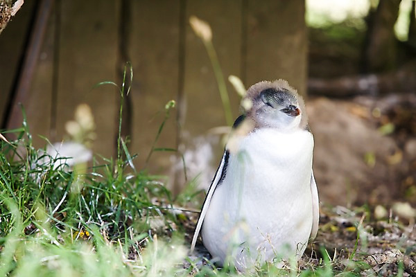 포토 JPG 주간 식물 동물 해외풍경 해외 자연 풍경 근접촬영 사람없음 야외 아웃포커스 풀 오세아니아 펭귄 뉴질랜드 국내포토 자연요소 나라 뷰포인트 조류 촬영기법 생태계 파일형식