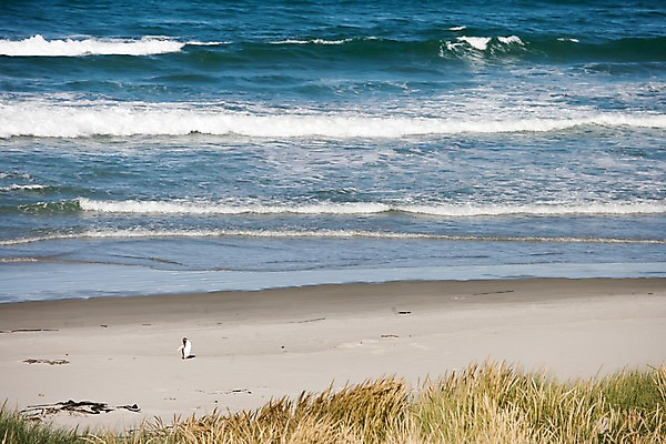 포토 JPG 주간 식물 해외풍경 해외 파도 바다 자연 풍경 해변 사람없음 야외 모래사장 풀 오세아니아 뉴질랜드 국내포토 자연요소 나라 생태계 파일형식