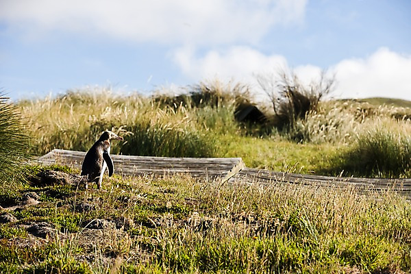 포토 JPG 주간 식물 동물 해외풍경 해외 자연 풍경 초원 사람없음 야외 풀 오세아니아 펭귄 뉴질랜드 국내포토 자연요소 나라 조류 생태계 파일형식