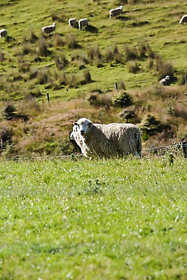 포토 JPG 주간 식물 동물 해외풍경 해외 자연 풍경 근접촬영 초원 사람없음 야외 아웃포커스 울타리 목장 양 풀 오세아니아 뉴질랜드 국내포토 자연요소 나라 뷰포인트 포유류 촬영기법 담장 생태계 파일형식