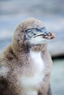 포토 JPG 주간 동물 해외풍경 해외 풍경 근접촬영 사람없음 야외 아웃포커스 오세아니아 펭귄 뉴질랜드 국내포토 자연요소 나라 뷰포인트 조류 촬영기법 파일형식