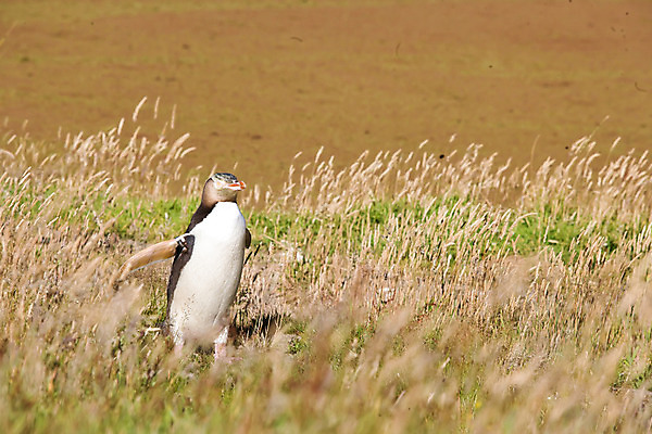 포토 JPG 주간 식물 동물 해외풍경 해외 자연 풍경 초원 사람없음 야외 풀 오세아니아 펭귄 뉴질랜드 국내포토 자연요소 나라 조류 생태계 파일형식