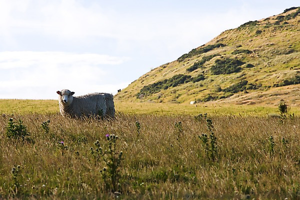 포토 JPG 주간 식물 동물 해외풍경 해외 자연 풍경 초원 사람없음 야외 목장 양 풀 오세아니아 뉴질랜드 국내포토 자연요소 나라 포유류 생태계 파일형식