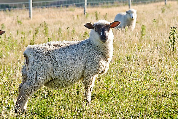 포토 JPG 주간 식물 동물 해외풍경 해외 자연 풍경 근접촬영 초원 사람없음 야외 아웃포커스 울타리 목장 양 풀 오세아니아 뉴질랜드 국내포토 자연요소 나라 뷰포인트 포유류 촬영기법 담장 생태계 파일형식