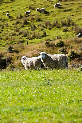 포토 JPG 주간 식물 동물 해외풍경 해외 자연 풍경 근접촬영 초원 사람없음 야외 아웃포커스 울타리 목장 양 풀 오세아니아 뉴질랜드 국내포토 자연요소 나라 뷰포인트 포유류 촬영기법 담장 생태계 파일형식