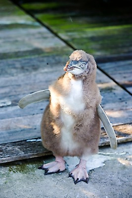 포토 JPG 주간 동물 해외풍경 해외 풍경 근접촬영 사람없음 야외 아웃포커스 오세아니아 펭귄 뉴질랜드 국내포토 자연요소 나라 뷰포인트 조류 촬영기법 파일형식