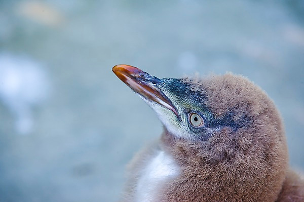 포토 JPG 주간 동물 해외풍경 해외 풍경 근접촬영 사람없음 야외 아웃포커스 오세아니아 펭귄 뉴질랜드 국내포토 자연요소 나라 뷰포인트 조류 촬영기법 파일형식
