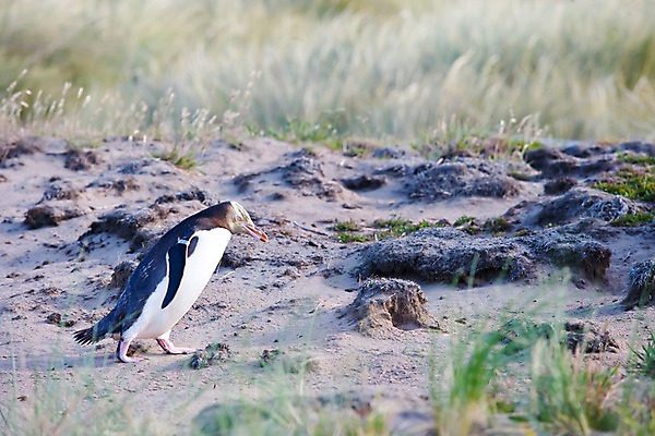 포토 JPG 주간 식물 동물 해외풍경 해외 자연 풍경 근접촬영 사람없음 야외 아웃포커스 풀 오세아니아 펭귄 뉴질랜드 국내포토 자연요소 나라 뷰포인트 조류 촬영기법 생태계 파일형식