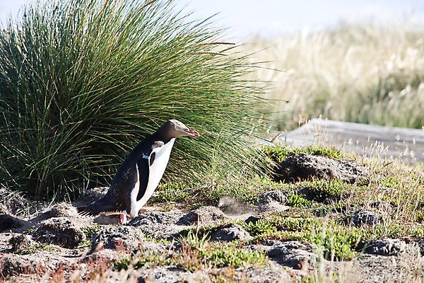 포토 JPG 주간 식물 동물 해외풍경 해외 자연 풍경 근접촬영 사람없음 야외 아웃포커스 돌_바위 바위 풀 오세아니아 펭귄 뉴질랜드 국내포토 자연요소 나라 뷰포인트 조류 촬영기법 생태계 파일형식