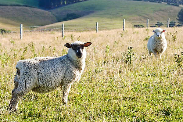 포토 JPG 주간 식물 동물 해외풍경 해외 자연 풍경 초원 사람없음 야외 울타리 양 풀 오세아니아 뉴질랜드 국내포토 자연요소 나라 포유류 담장 생태계 파일형식