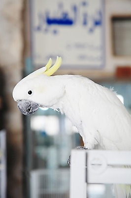 포토 JPG 주간 동물 한마리 해외풍경 중동 조류 실내 사람없음 카타르 국내포토 자연요소 1 해외 나라 풍경 내부 파일형식