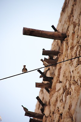 포토 JPG 주간 동물 한마리 해외풍경 줄 벽 중동 조류 사람없음 야외 카타르 국내포토 자연요소 1 해외 나라 풍경 파일형식