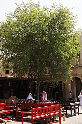 포토 JPG 주간 나무 해외풍경 벤치 중동 사람 여러명 야외 건물 선풍기 카타르 국내포토 자연요소 식물 해외 건축물 나라 다수 의자 풍경 가전제품 파일형식