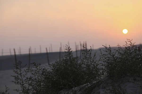 포토 JPG 해외풍경 중동 사람없음 야외 태양 노을 풀 카타르 국내포토 자연요소 식물 해외 나라 풍경 파일형식