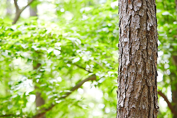 포토 JPG 주간 나무 식물 백그라운드 자연 풍경 근접촬영 사람없음 야외 아웃포커스 나뭇가지 소나무 숲 국내포토 자연요소 뷰포인트 촬영기법 생태계 파일형식
