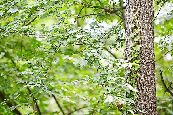 포토 JPG 주간 나무 식물 백그라운드 자연 풍경 근접촬영 사람없음 야외 아웃포커스 나뭇가지 소나무 숲 국내포토 자연요소 뷰포인트 촬영기법 생태계 파일형식