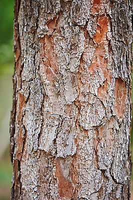 포토 JPG 주간 나무 식물 백그라운드 자연 풍경 근접촬영 사람없음 야외 아웃포커스 소나무 나무껍질 국내포토 자연요소 뷰포인트 촬영기법 껍질 생태계 파일형식