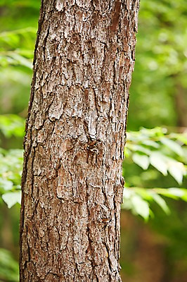 포토 JPG 주간 나무 식물 백그라운드 자연 풍경 근접촬영 사람없음 야외 아웃포커스 나뭇가지 소나무 숲 국내포토 자연요소 뷰포인트 촬영기법 생태계 파일형식