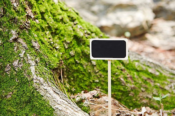 포토 JPG 주간 나무 식물 백그라운드 자연 안내 프레임 알림판 이끼 풍경 근접촬영 사람없음 야외 아웃포커스 팻말 소나무 표지판 알림 국내포토 자연요소 뷰포인트 촬영기법 생태계 파일형식